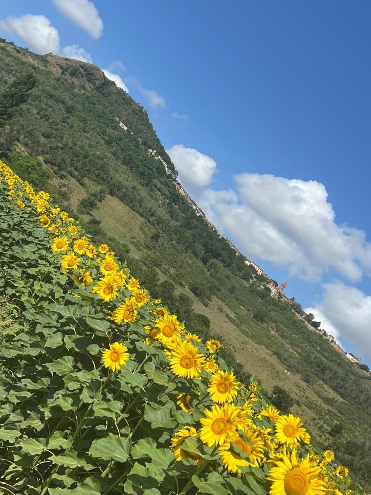 Appartamento Monacella Nonette Esterno foto